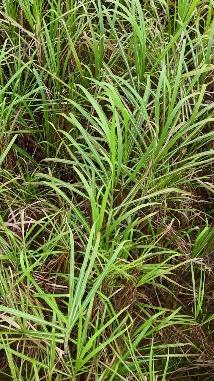 Prospettiva aerea ravvicinata di foglie di canna da zucchero di un verde vivace che crescono in un campo fitto