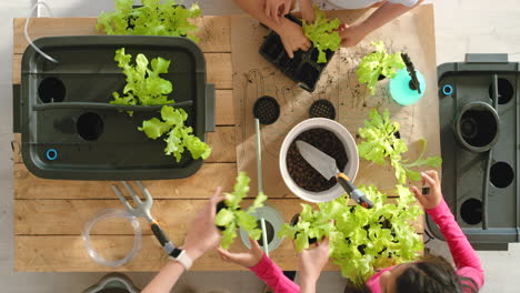 kids learning about hydroponics and planting lettuce