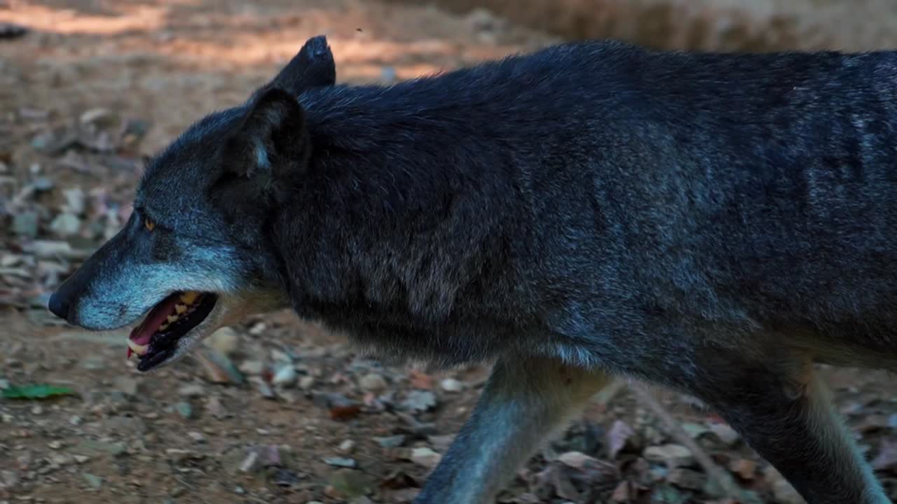 Stunning HD close up footage of a wolf wandering in the wild forest &ndash; Europe, Slovenia