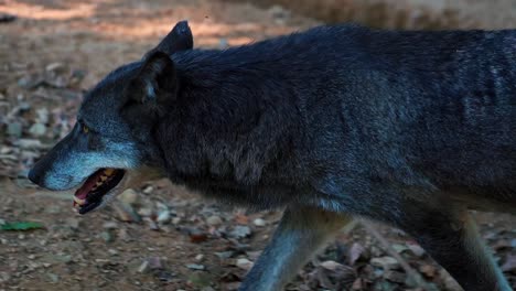 Atemberaubende-HD-Nahaufnahmen-Eines-Wolfes,-Der-Durch-Den-Wilden-Wald-Wandert-–-Europa,-Slowenien