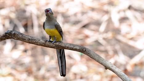 el trogón de pecho naranja es un ave confiada de tamaño mediano que se encuentra en tailandia