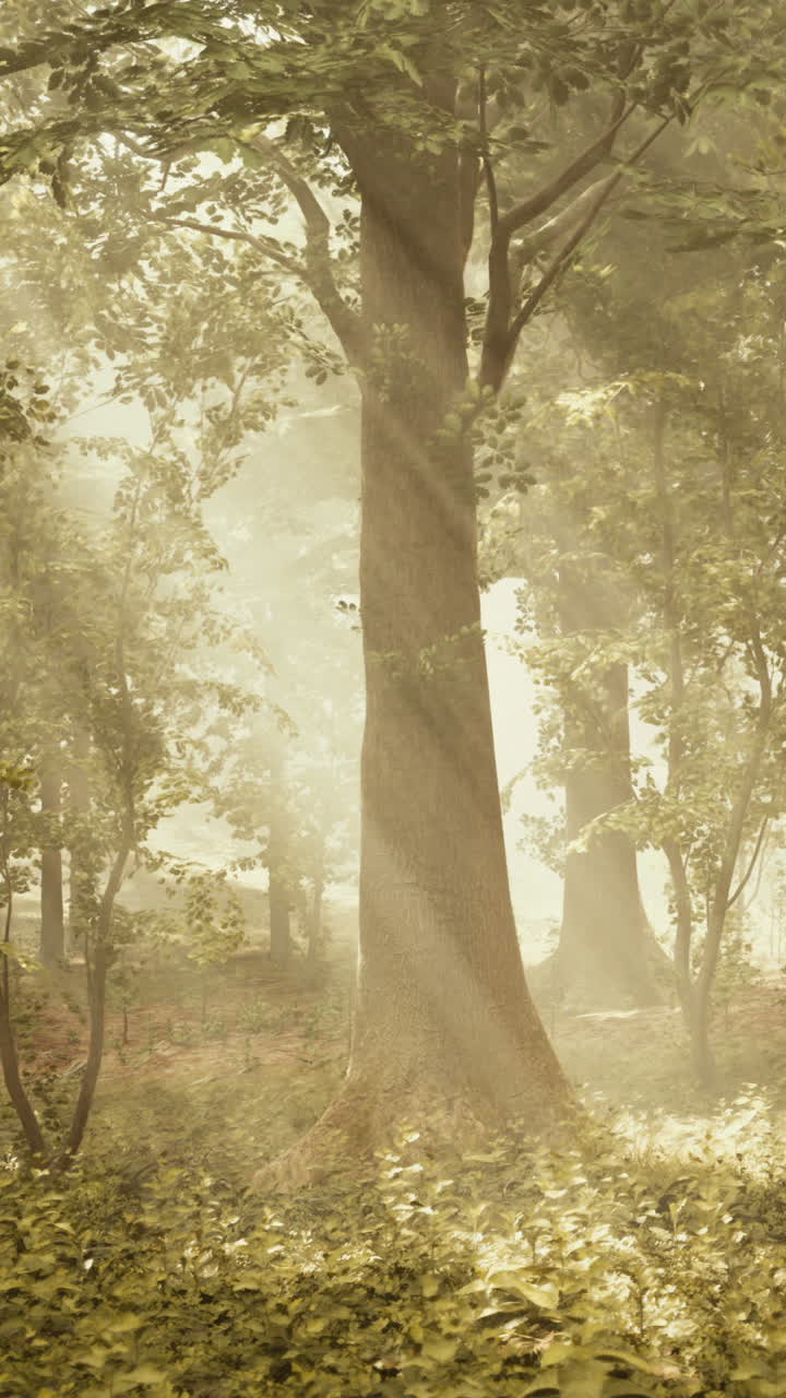 안개 숲 을 가로질러 흐르는 빛