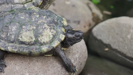 red-eared slider tortoise basking in sun, rests gracefully upon rugged rock