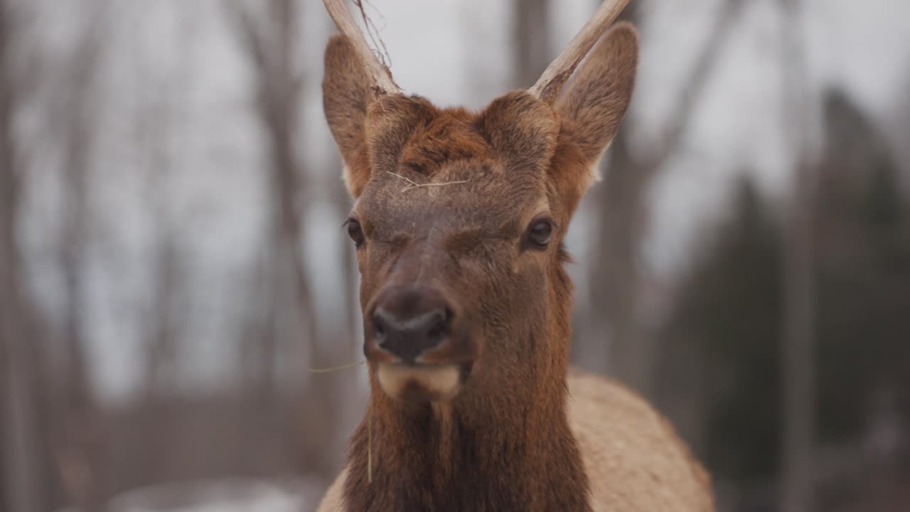 cuerno de ciervo rojo en la naturaleza silvestre de la provincia de quebec, canadá