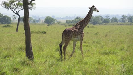 Giraffe-walks-past-tree-across-grassy-plain-on-African-safari