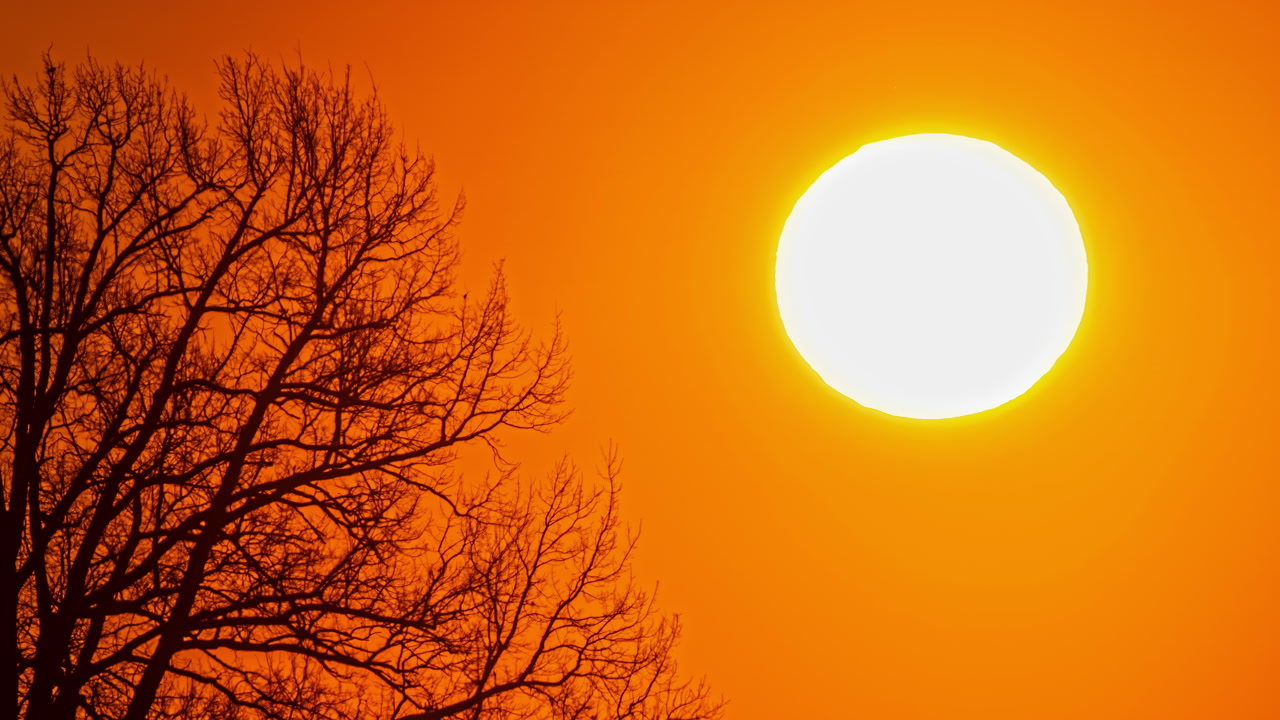 Sunrise glows through bare tree branches against a bright orange sky in timelapse