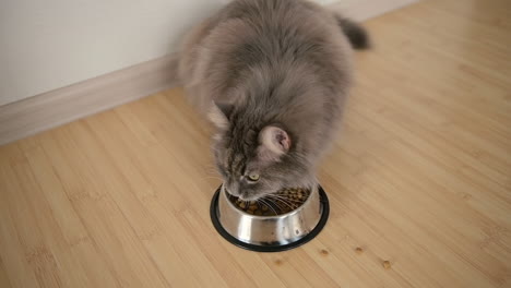 top view of a hungry fluffy grey cat eating food from metal bowl at home