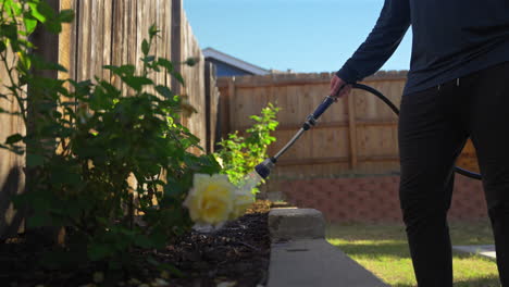 watering and pruning roses in a home garden