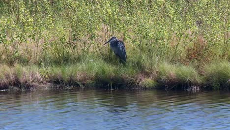 great blue heron standing on the bank of wetland at blackwater national wildlife refuge