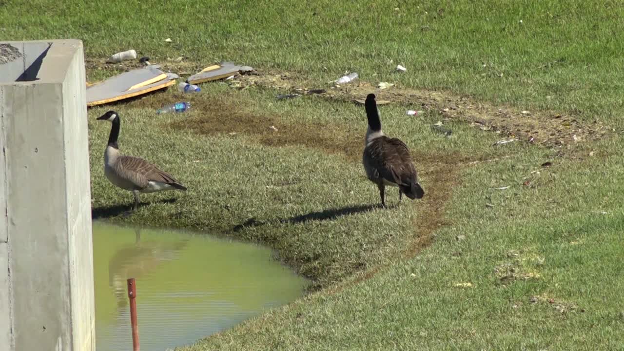 호수에서 쓰레기 주위에 기러기