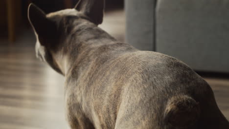 rückansicht des bulldoggenhundes, der zu hause im wohnzimmer spazieren geht, während er sich seinem besitzer nähert