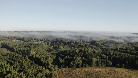 morning fog above forest. aerial