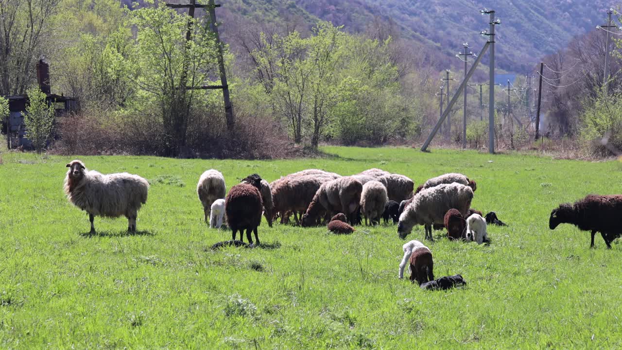 flock of sheep and lambs graze in lush green pasture sustainable farming