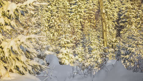 晴れた冬の日に森の中の雪に覆われた松の木