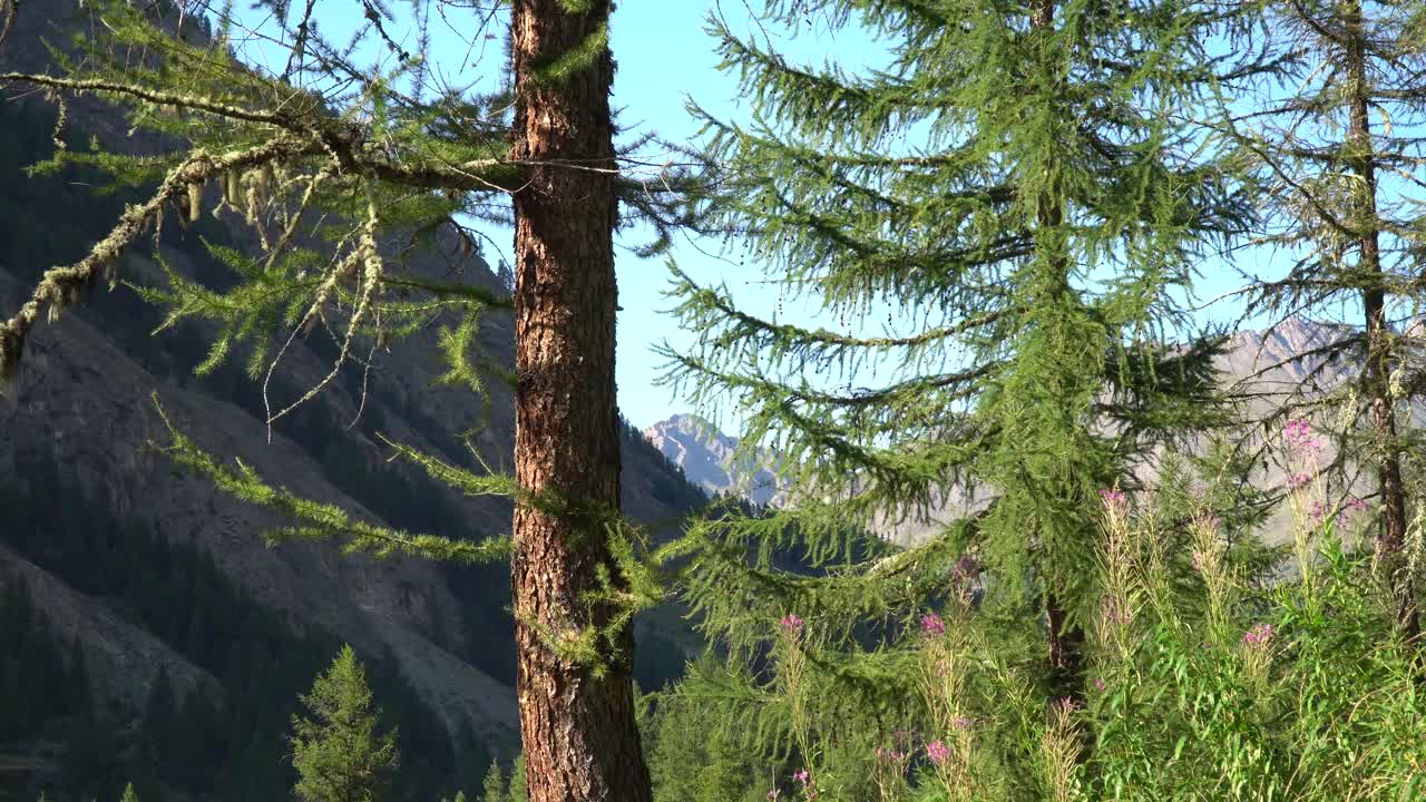 pinos frente a montañas rocosas
