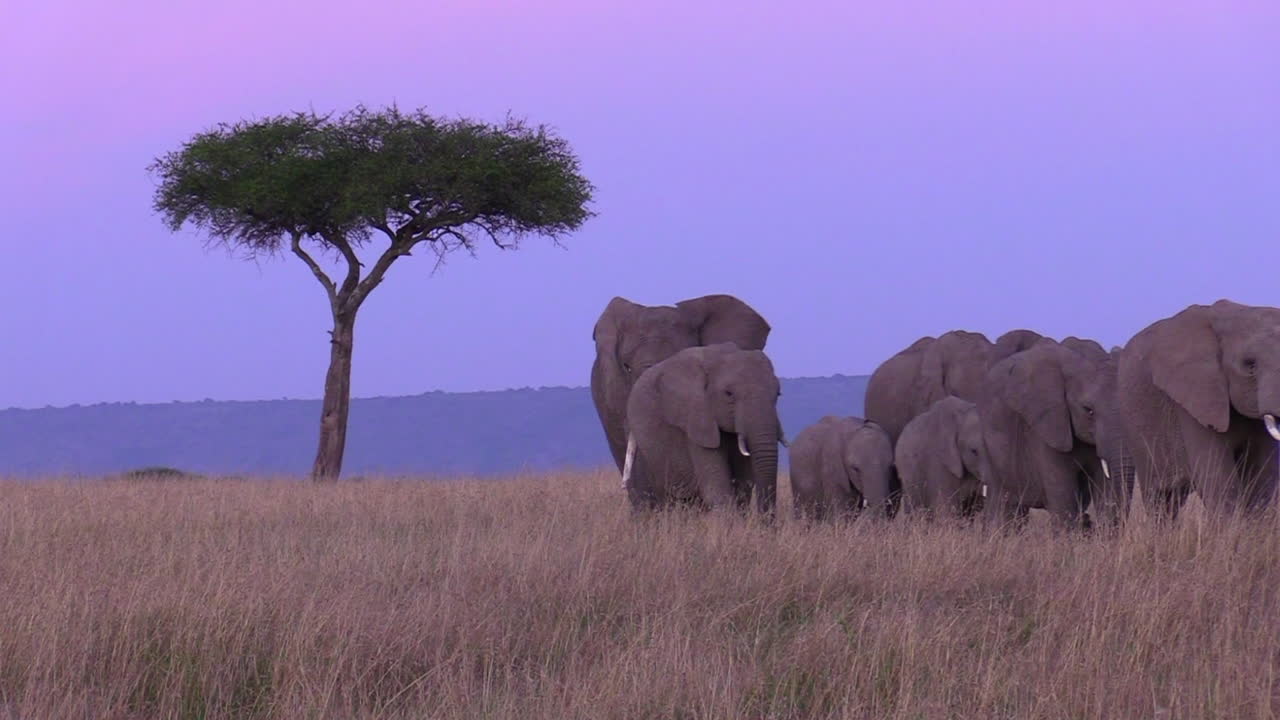 흐린 날 케냐의 마사이 마라 평원을 가로지르는 코끼리 - 와이드 샷