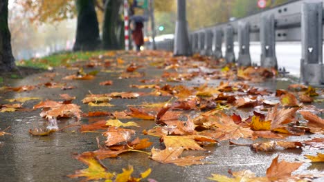 rainy autumn day on city sidewalk