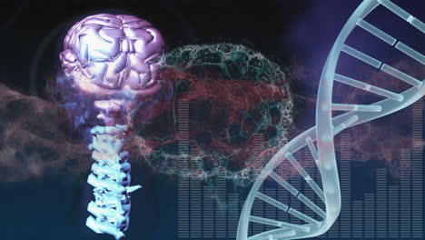 animación del cerebro humano y rastros de luz sobre la cadena de adn