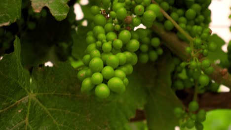 vid verde que crece al sol en filas