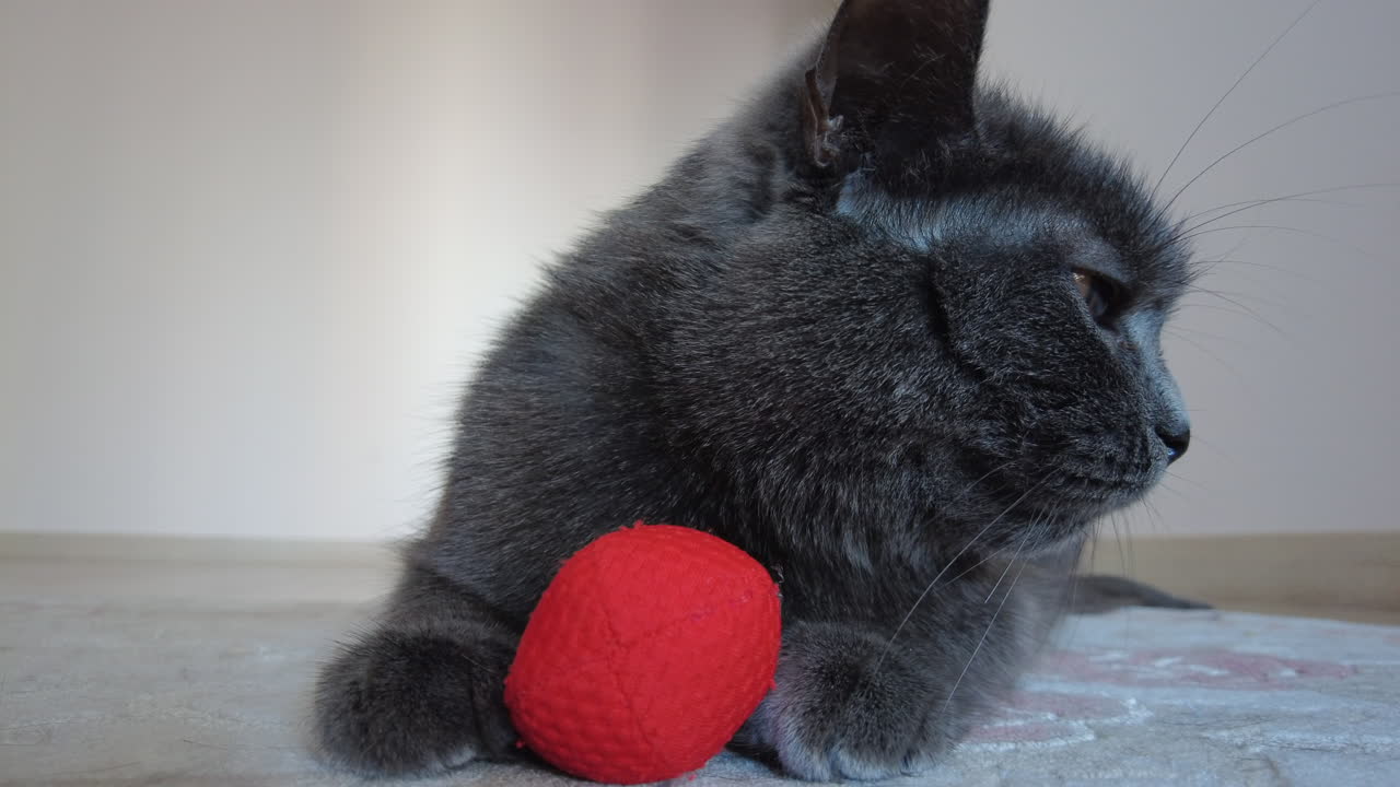 Close up of British Shorthair cat playing on a carpet