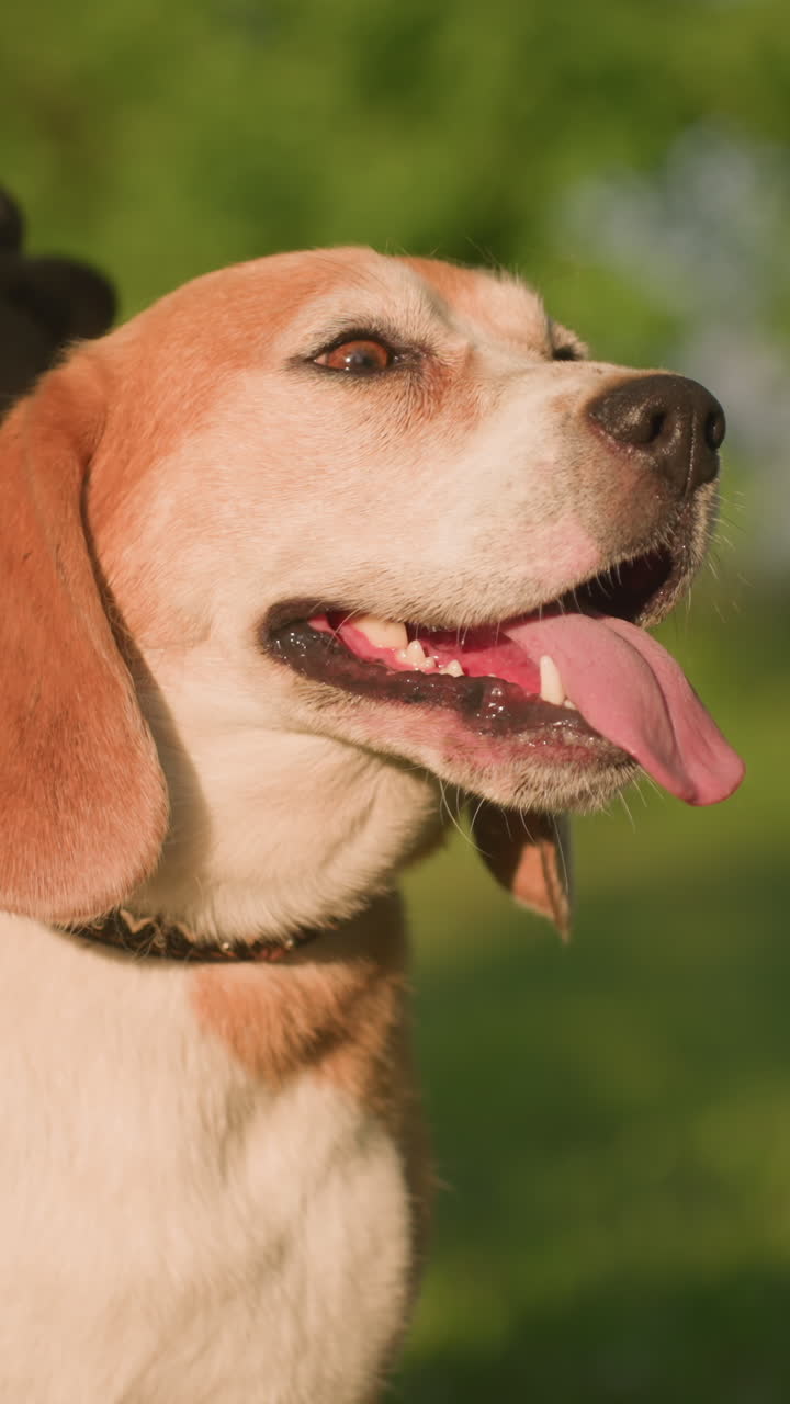 primer plano de un perro feliz con la lengua colgando mientras el dueño del perro frota su cabeza usando un guante de aseo bajo la luz del sol cálida, mostrando afecto y mascota con un fondo verde borroso