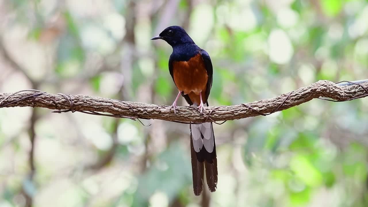 shama de rabadilla blanca encaramado en una vid con fondo bokeo del bosque, copsychus malabaricus, en cámara lenta