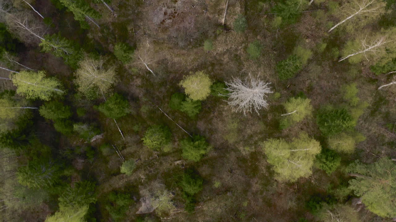 Flying over a forest full of evergreens and ancient trees their stark branches showing the passing of time