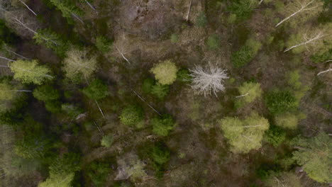 flying over a forest full of evergreens and ancient trees their stark branches showing the passing of time