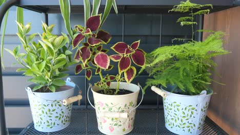 three potted plants on a shelf