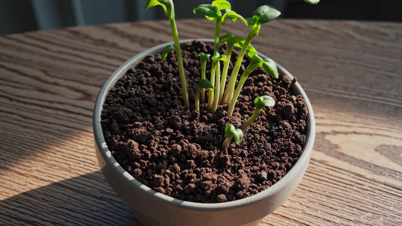Close-up shot of a potted plant sprouting in sunlight on a wooden table, ideal for a time-lapse