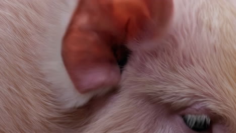 close-up of a pig's ear and skin