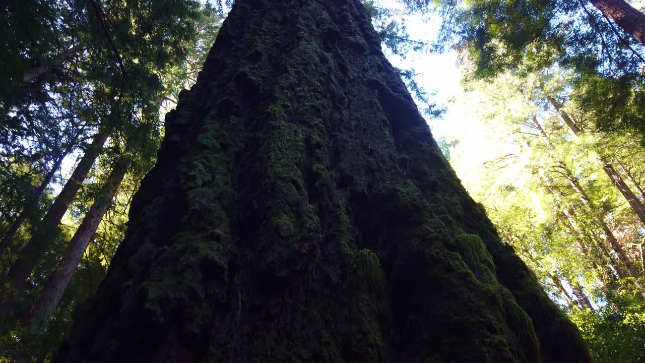 Ripresa con gimbal che guarda dritto verso l'alto di una sequoia costiera secolare e si abbassa lungo il tronco a Muir Woods, California