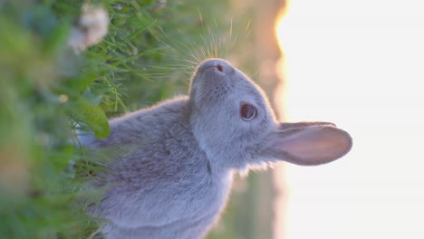 a cute light gray rabbit in green grass looking upwards