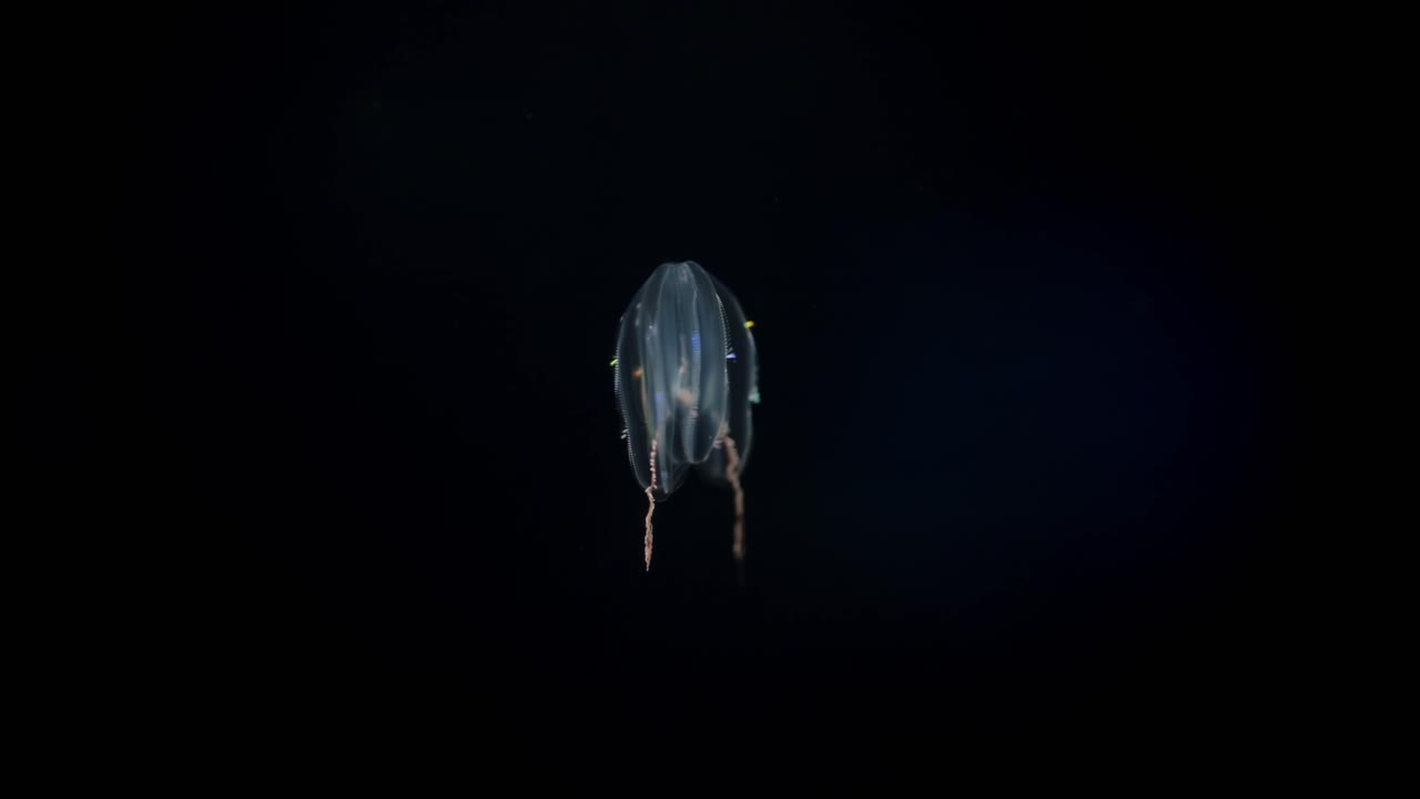 A delicate comb jellyfish drifts through dark water, its beating cilia diffracting light into rainbow hues that shimmer like a natural prism in the tranquil deep sea