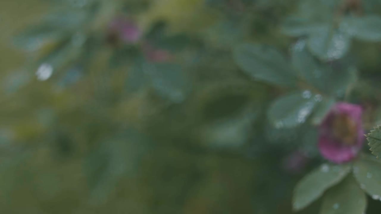 la rosa silvestre besada por el rocío