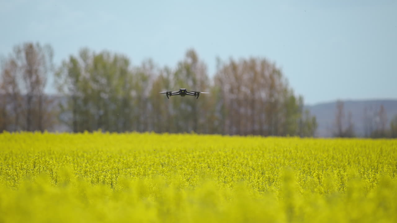 Drone flying over a rapeseed field