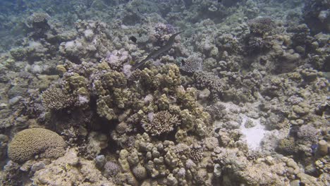 disparo de cerca de un pez cornet nadando en cámara lenta en 4k