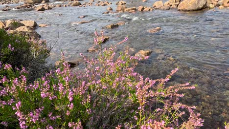 pink heather blooms sway gently beside a clear, rocky stream under natural daylight. subtle camera movement reveals tranquil highland landscape and vibrant flora
