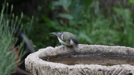 joven carbonero común, parus major, bebiendo del baño de pájaros del jardín