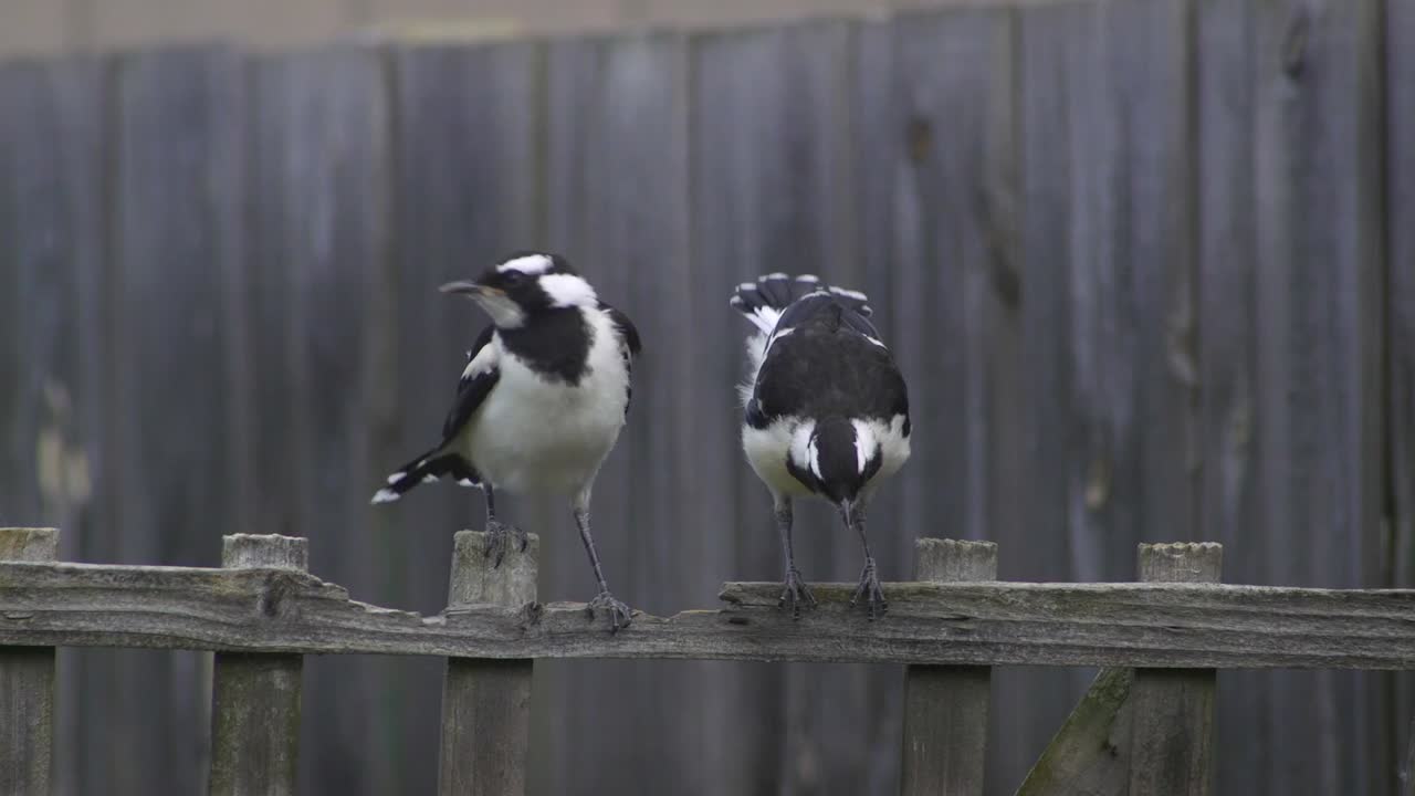 magpie-lark mudlark juveniles moviéndose y estirándose en el enrejado de la valla australia maffra gippsland victoria cámara lenta