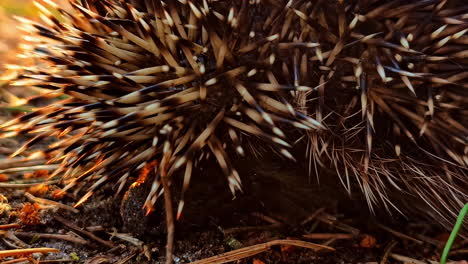 person touching hedgehog spines gently with finger on forest floor in sunlight