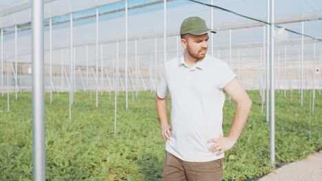 farmer observing watermelon plants growing in greenhouse
