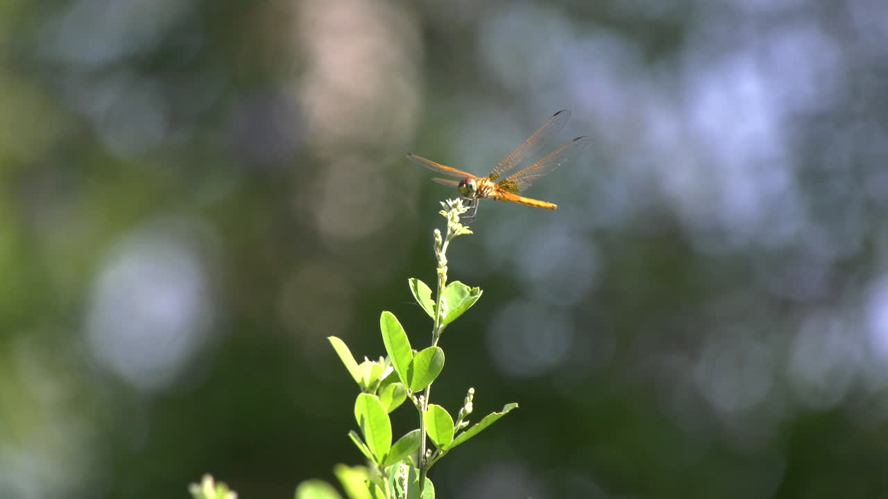 A dragonfly resting and flying off a flower at the Singapore Botanic Gardens