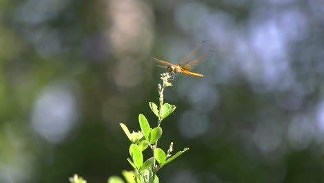 a dragonfly resting and flying off a flower at the singapore botanic gardens