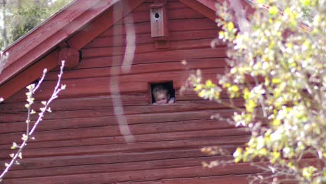 Lindo-Niño-Pequeño-En-Un-Granero-Rojo-Asomándose-Por-La-Escotilla-Del-Granero,-Concepto-De-Infancia-Libre-Y-Crecimiento-En-El-Campo