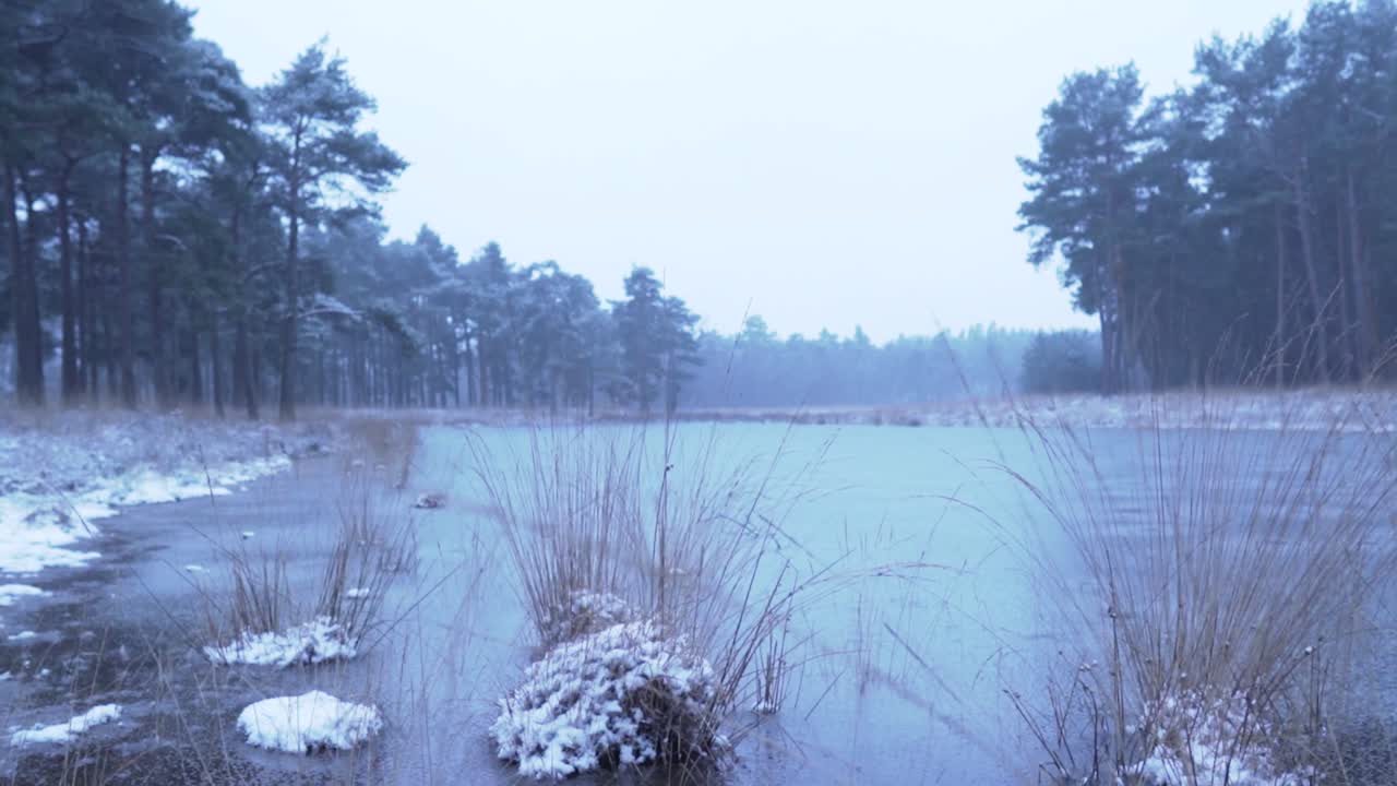 겨울 숲의 얼어붙은 습지