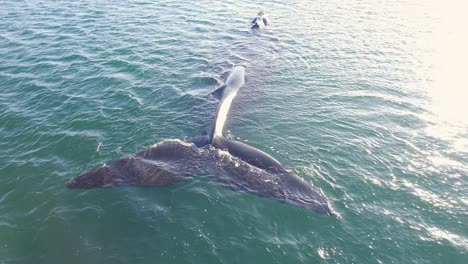 ein einzelner südwal zeigt seine schwanzflosse oben im wasser, während die sonne auf dem wasser glänzt.