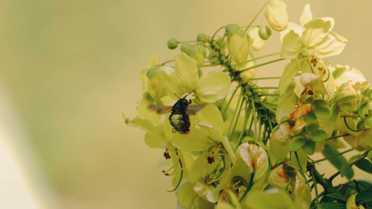 Macro delicata di un'ape legnaiola nera lucida che striscia su fiori di cassia giallo pallido raccogliendo polline, sfondo dorato sognante, temi di impollinazione, botanica e fauna selvatica