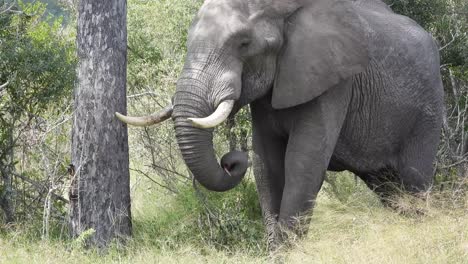 toro elefante con colmillos de marfil de pie relajado a la sombra de los árboles, vida silvestre de áfrica