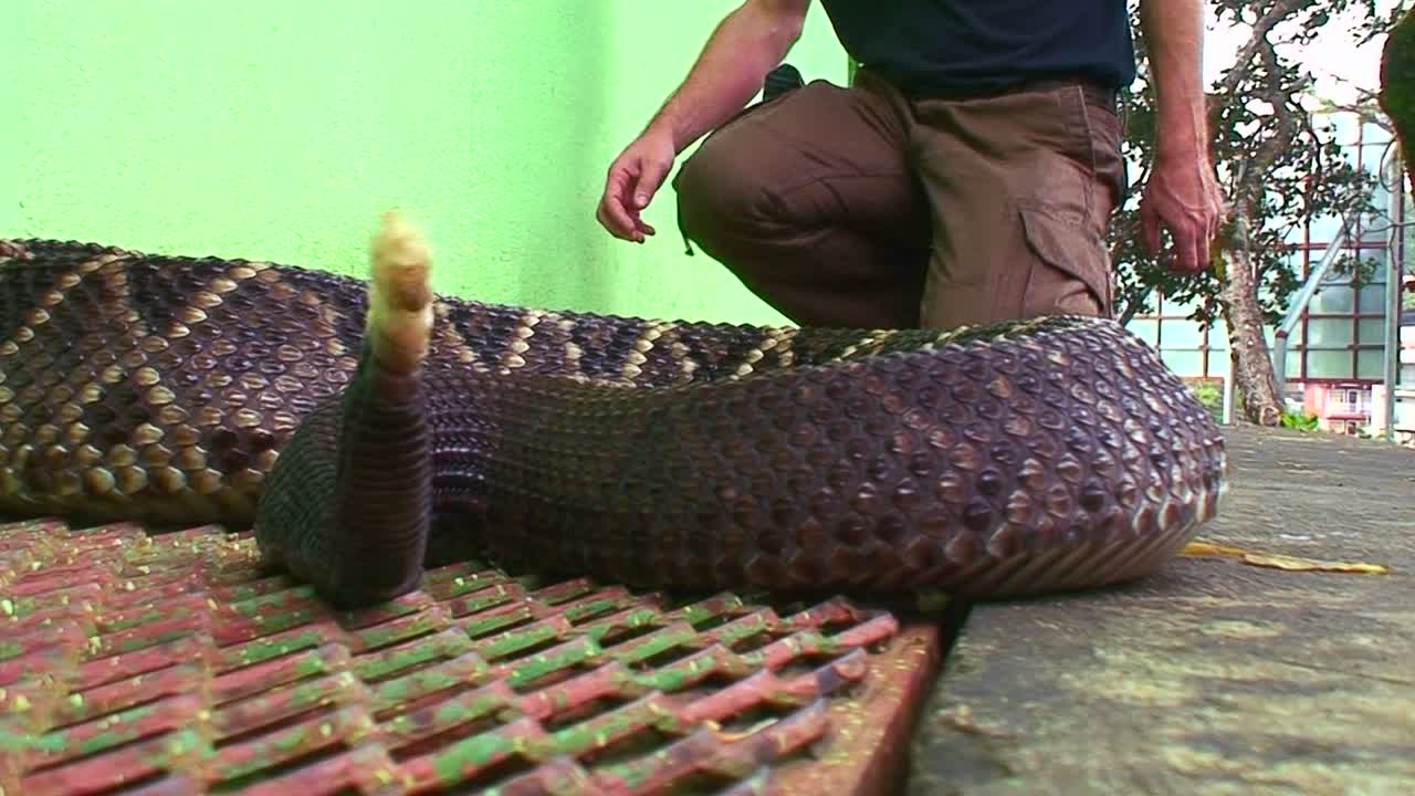 방울뱀이 자세를 잡고 다가오는 사람을 공격할 준비가 되어 있습니다.